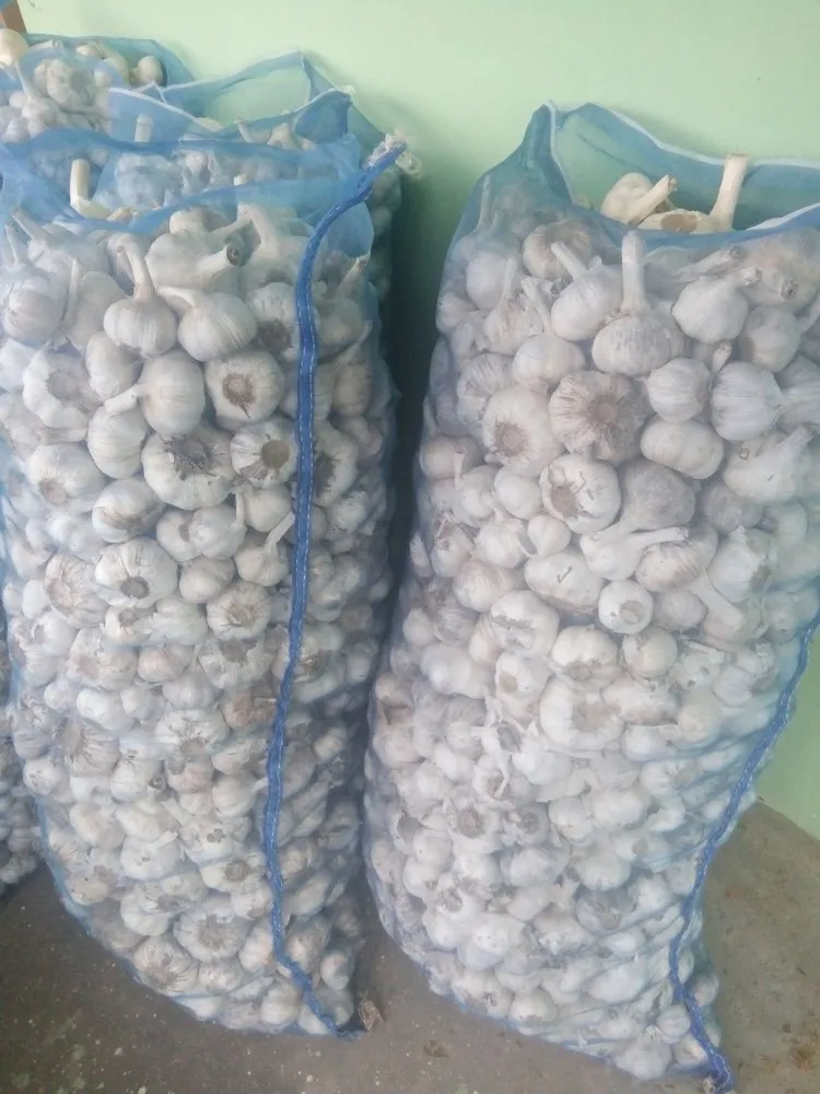 Premium Big Size Garlic VIP